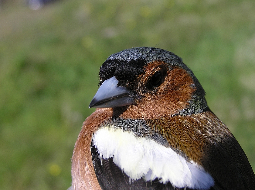 Common Chaffinch, Sundre 20090520